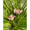 BOUCLES D'OREILLES ABBY BEIGE