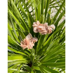 BOUCLES D'OREILLES ABBY BEIGE