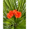 BOUCLES D'OREILLES ABBY ORANGE