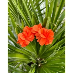 BOUCLES D'OREILLES ABBY ORANGE